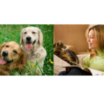 Aiutiamo i nostri Pets